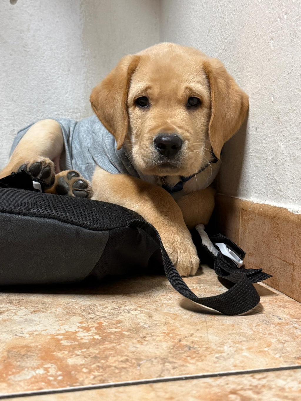 Cucciolo di Labrador Retriever da Allevamento Certificato ASL Emilia Romagna