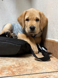 Cucciolo di Labrador Retriever da Allevamento Certificato ASL Emilia Romagna