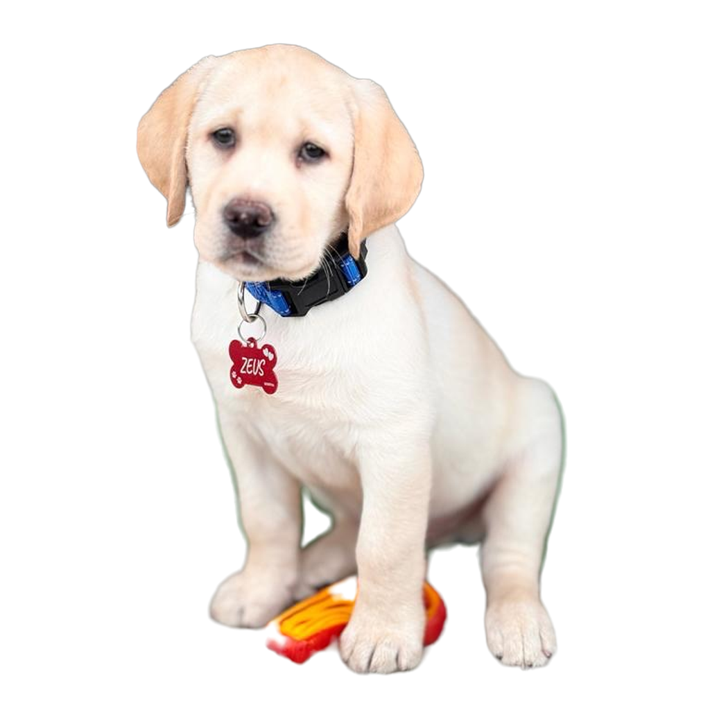 Collarino per Labrador Retriever