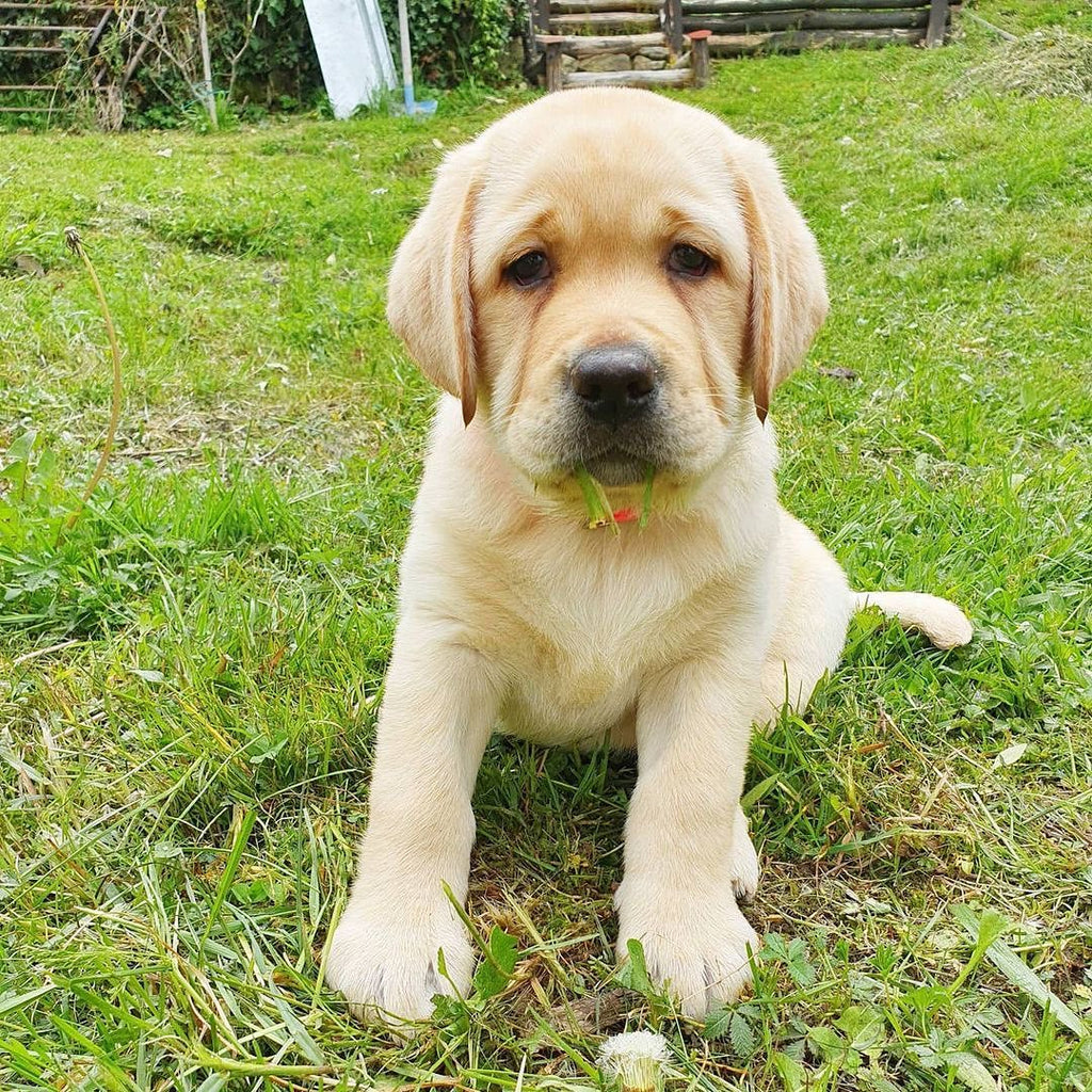 Cucciolo di Labrador Retriever da Allevamento Certificato ASL Emilia Romagna