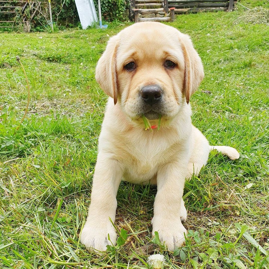 Cucciolo di Labrador Retriever da Allevamento Certificato ASL Emilia Romagna