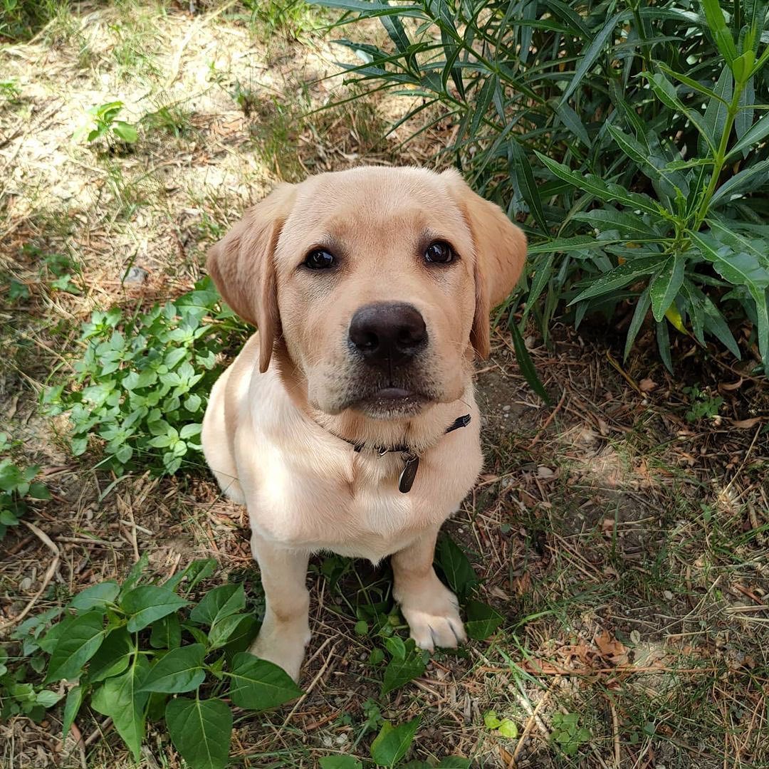 Cucciolo di Labrador Retriever da Allevamento Certificato ASL Emilia Romagna