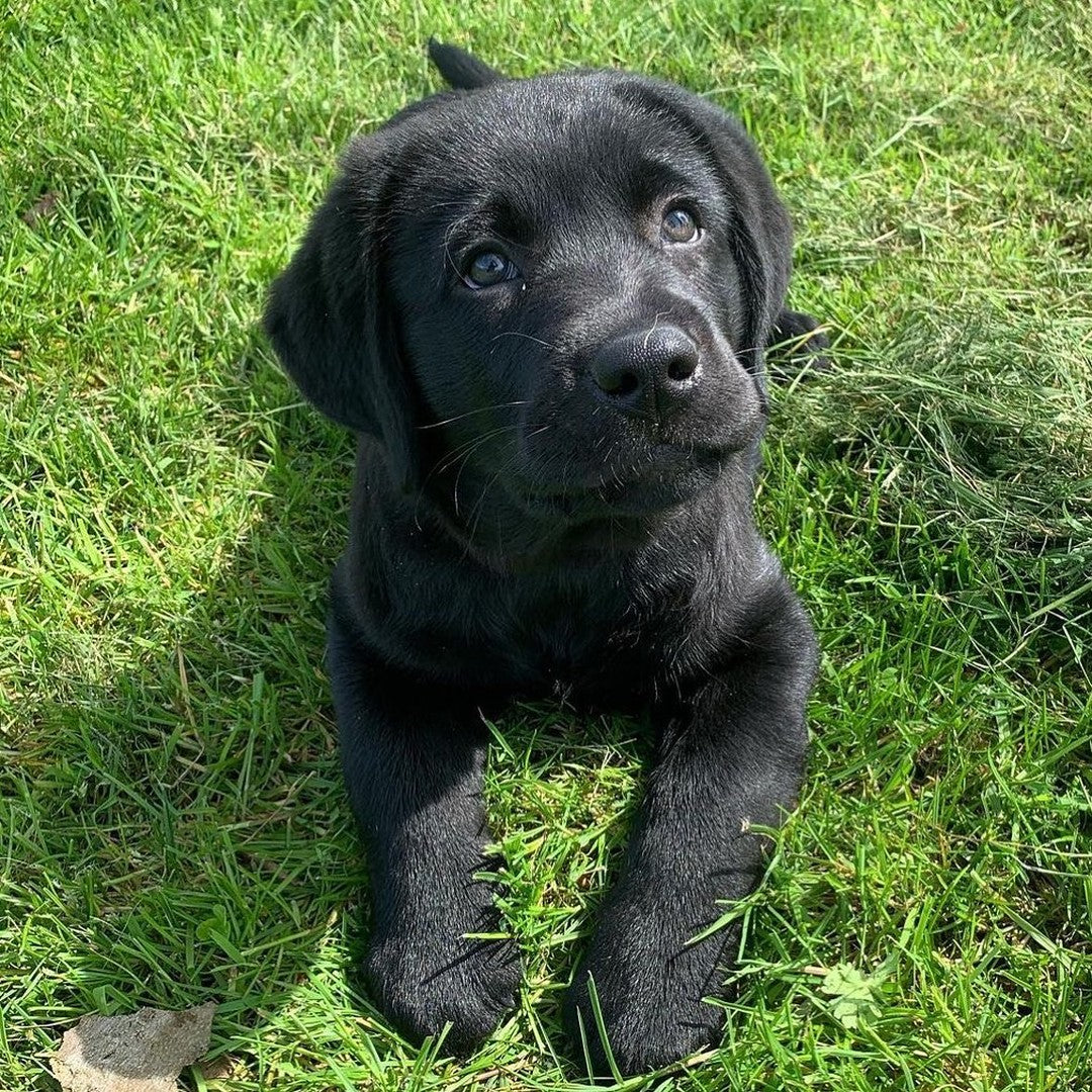 Cucciolo di Labrador Retriever da Allevamento Certificato ASL Emilia Romagna
