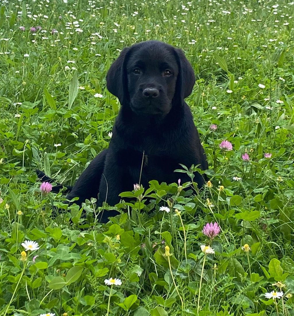 Cucciolo di Labrador Retriever da Allevamento Certificato ASL Emilia Romagna