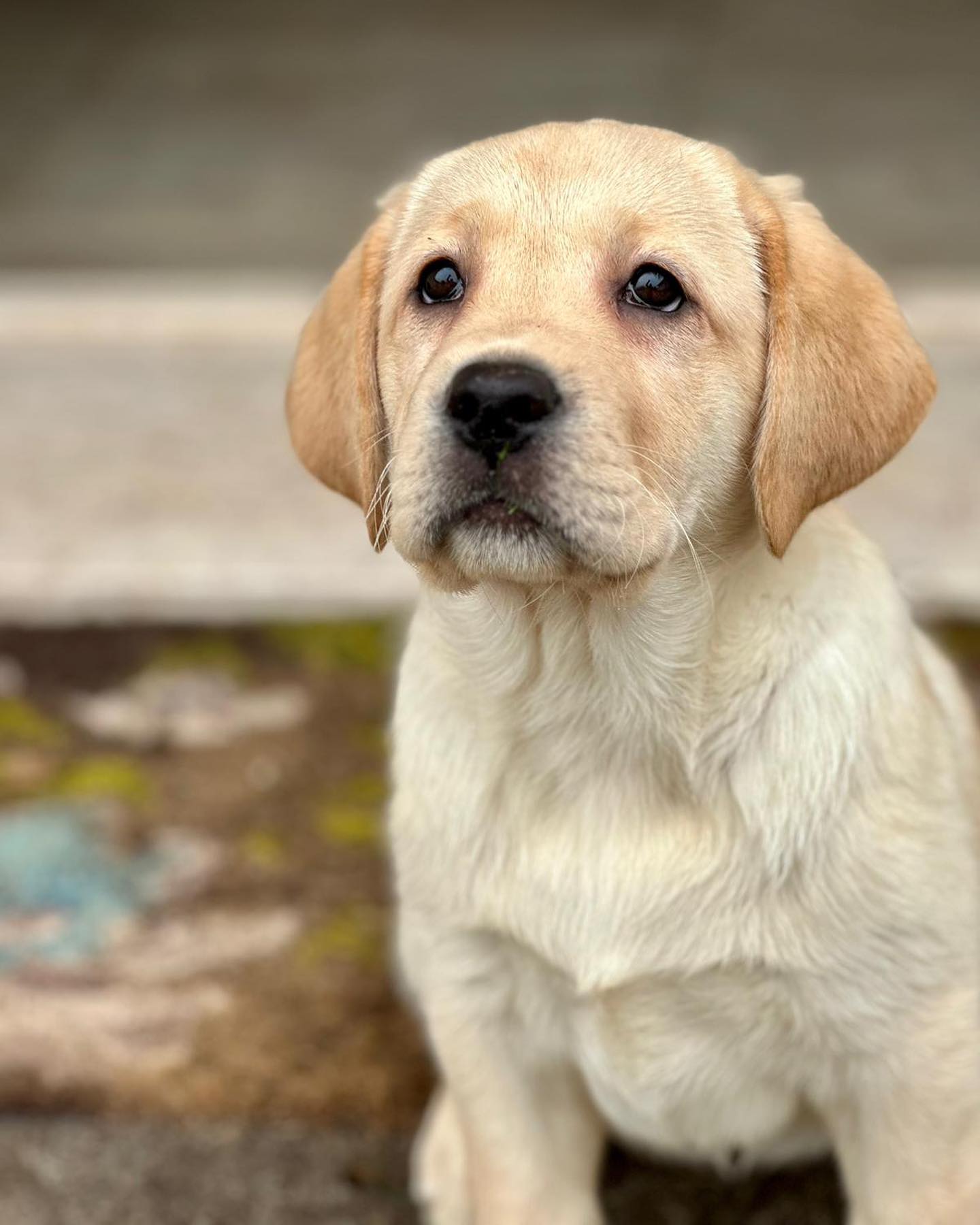 Cucciolo di Labrador Retriever da Allevamento Certificato ASL Emilia Romagna