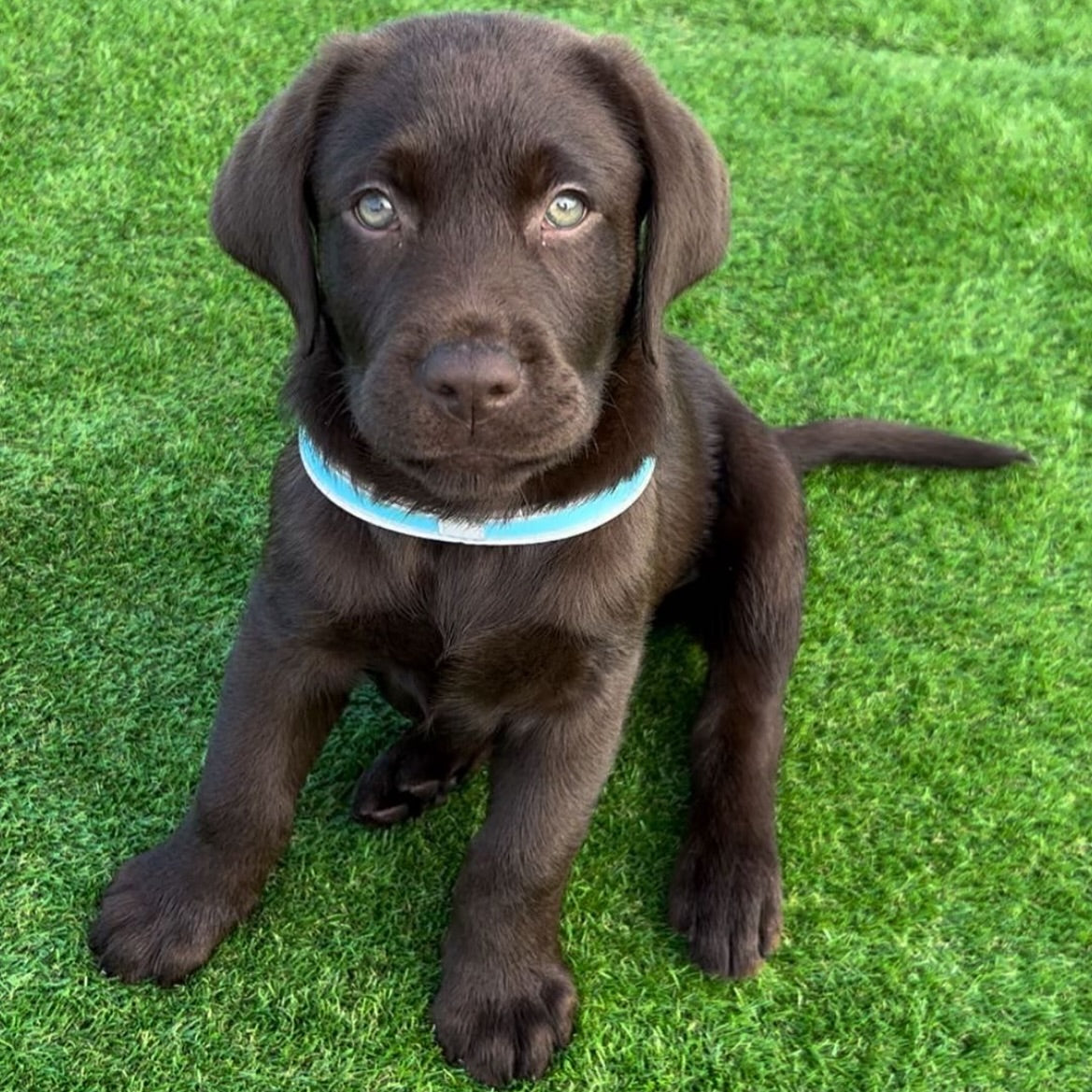 Cucciolo di Labrador Retriever da Allevamento Certificato ASL Emilia Romagna