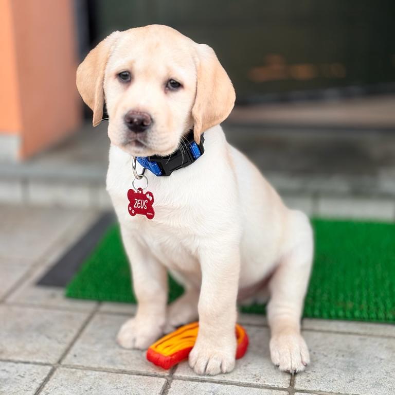 Collarino per Labrador Retriever