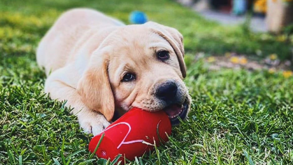 Cucciolo di Labrador Retriever da Allevamento Certificato ASL Emilia Romagna