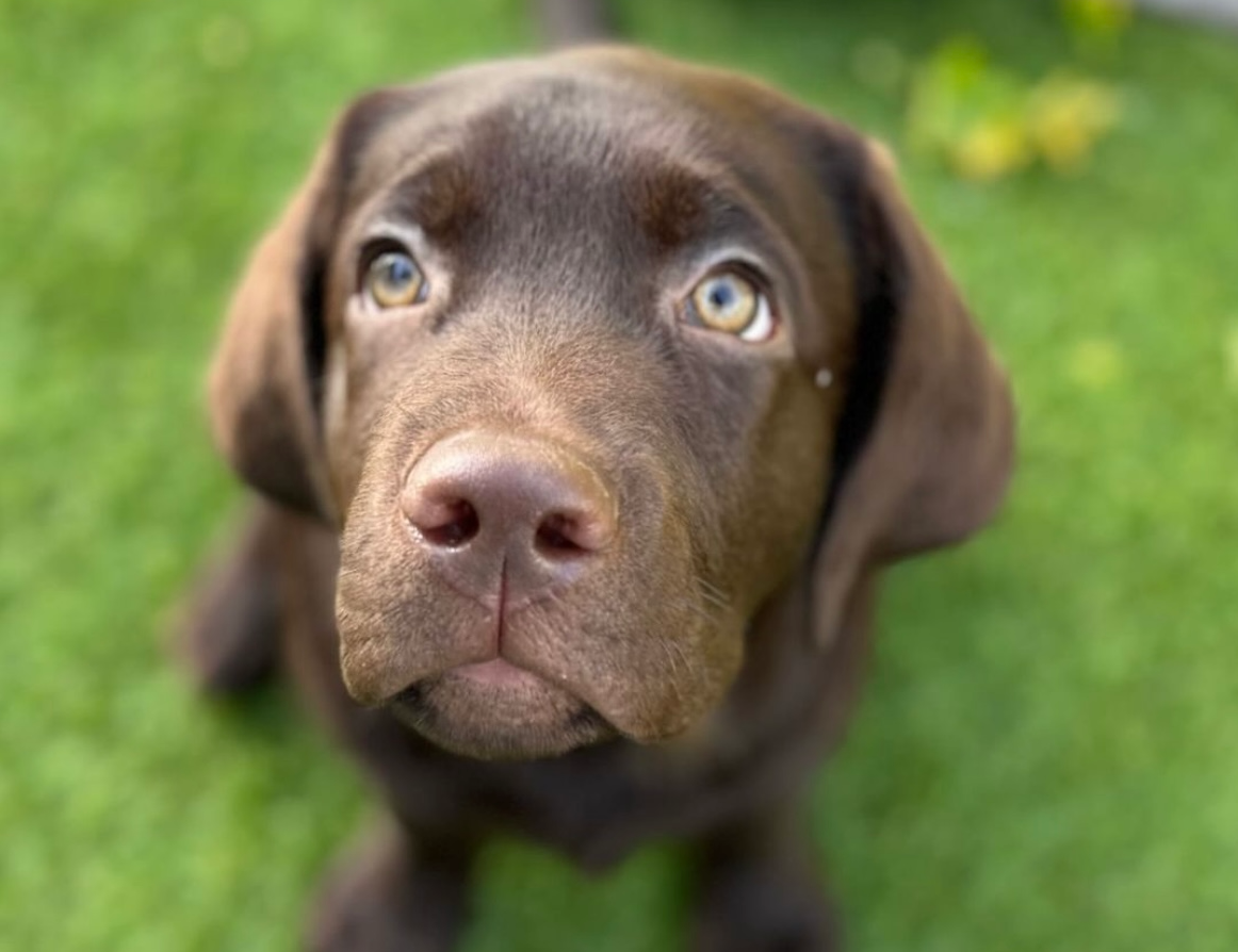 Collarino per Labrador Retriever