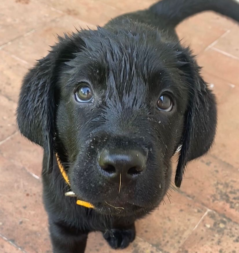 Cucciolo di Labrador Retriever da Allevamento Certificato ASL Emilia Romagna